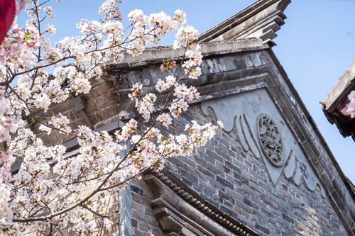 春花古建兩相宜 一樹(shù)杏花開(kāi), 彭城往事 引客來(lái)